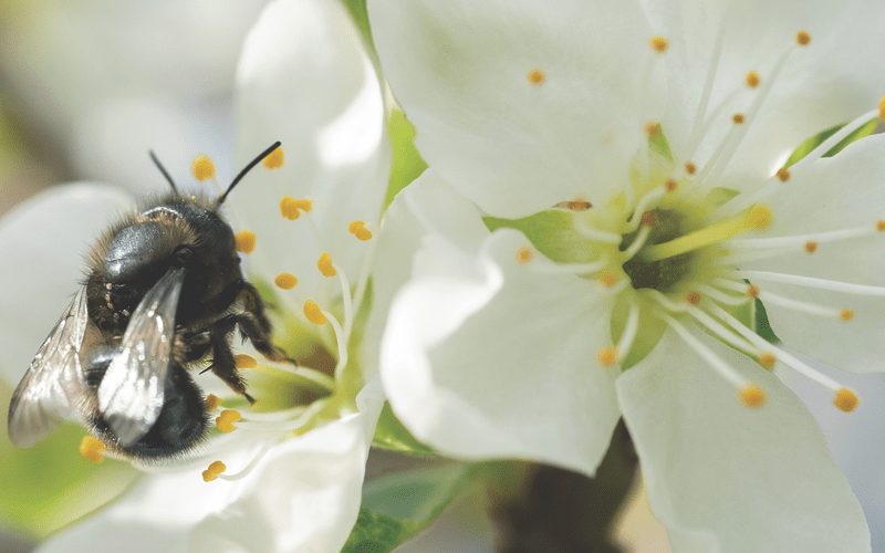 A close-up image of a bee flying near a white flower.