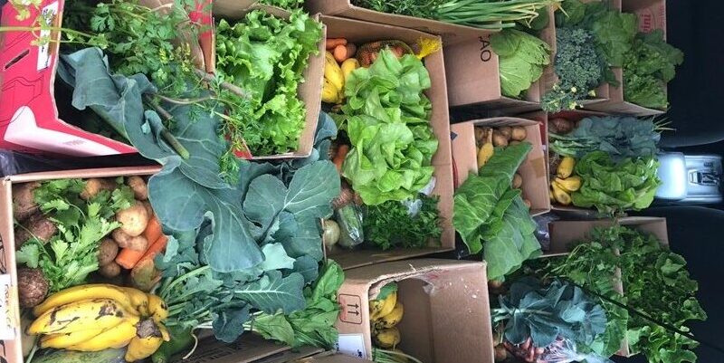 An image of leafy greens and other produce in boxes.