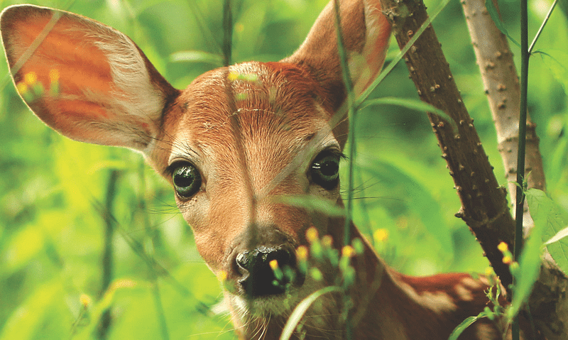 An image of a deer looking through some leaves at the camera. Many people consider deer to be pests in their gardens.