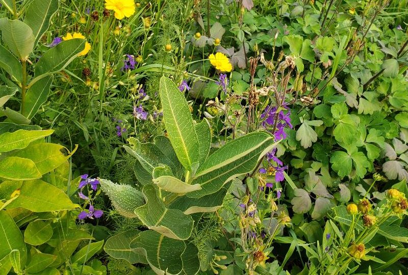 Naturalized front garden