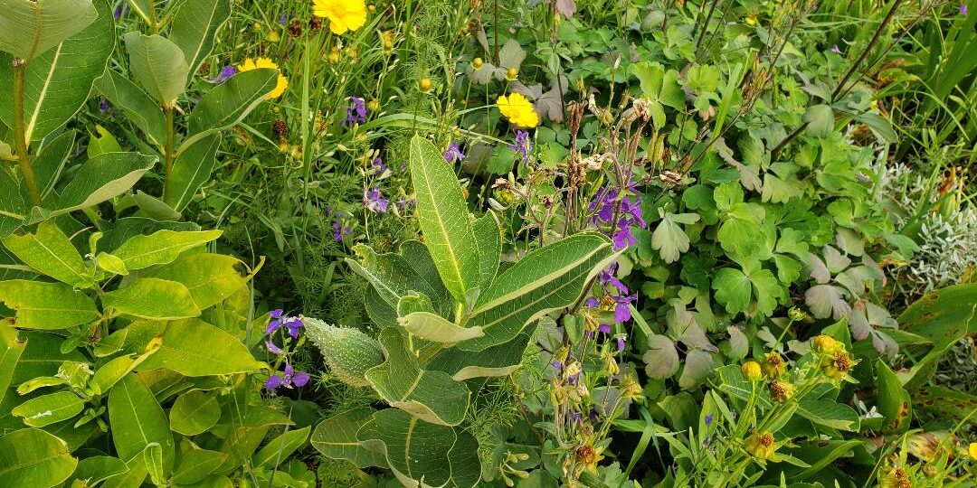 Naturalized front garden