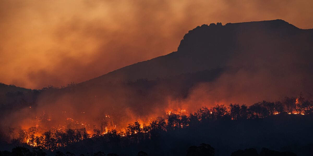 Trees burn in the forest creating heat as the sun sets.