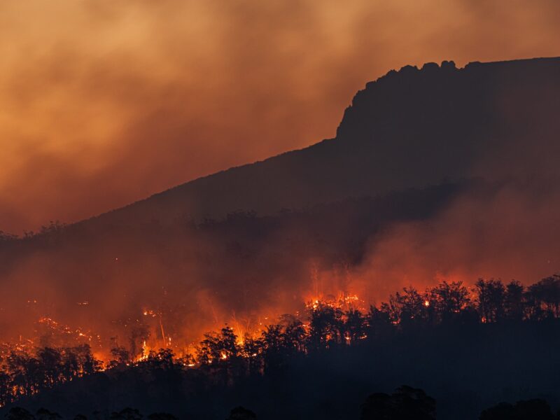 Trees burn in the forest creating heat as the sun sets.