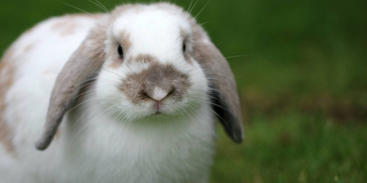 A photo of a floppy-eared rabbit.