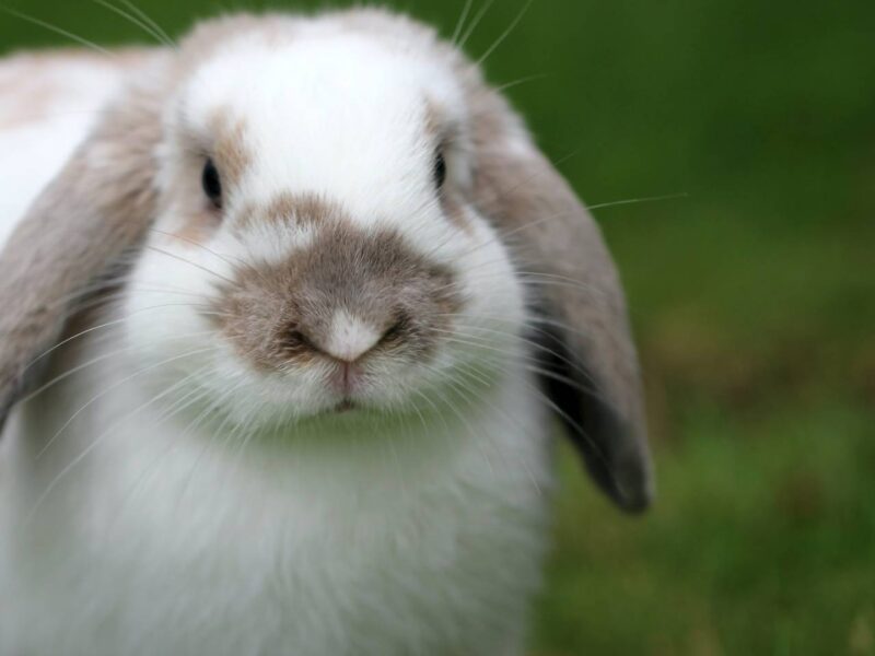 A photo of a floppy-eared rabbit.