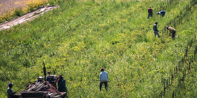 Migrant workers in Norfolk County, Ontario.