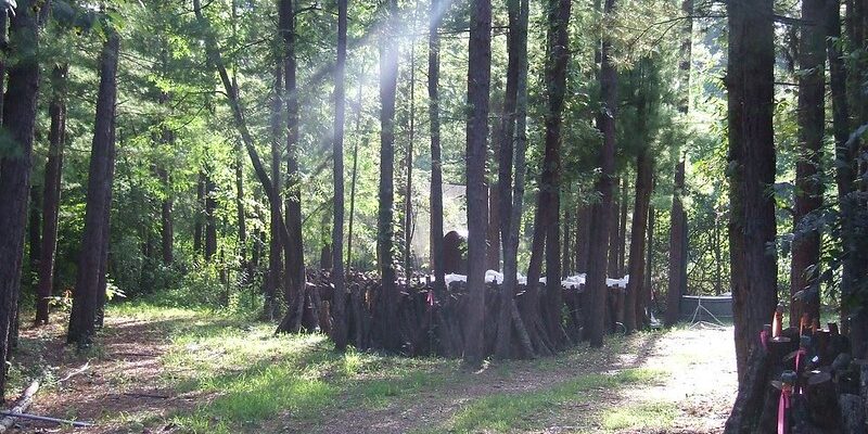 An agroforestry plot in Salem, Missouri.