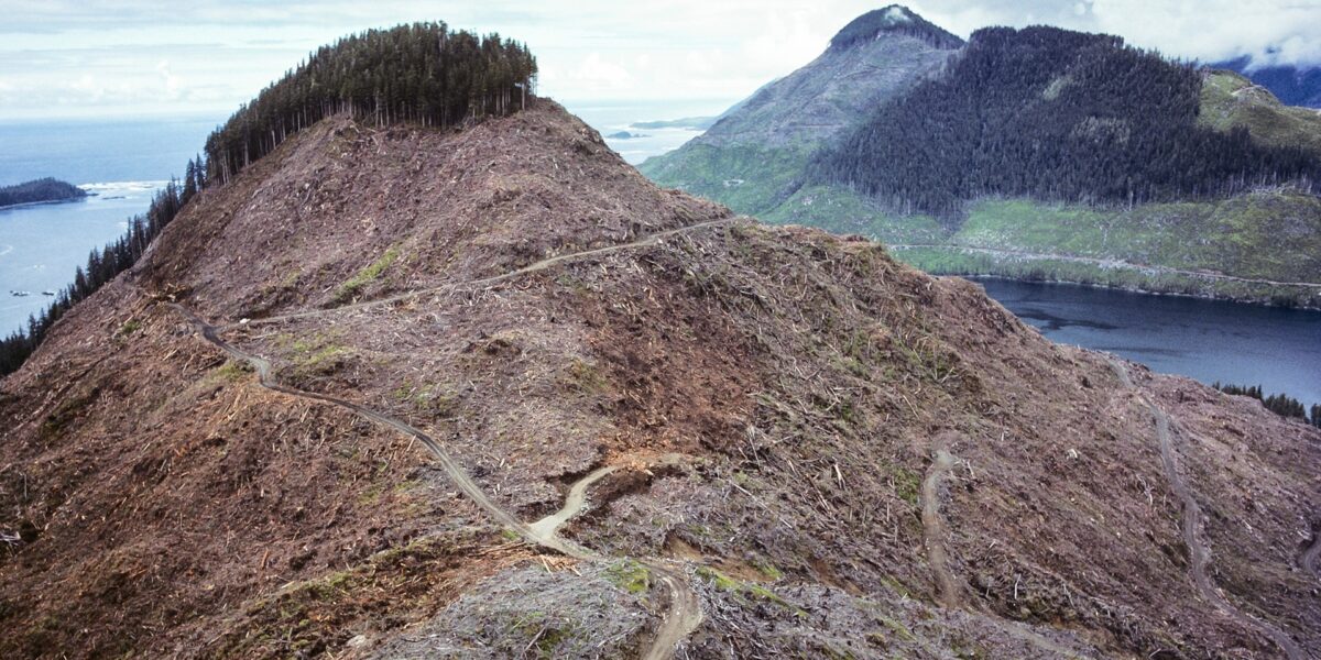 Clear-cut forest in British Columbia.