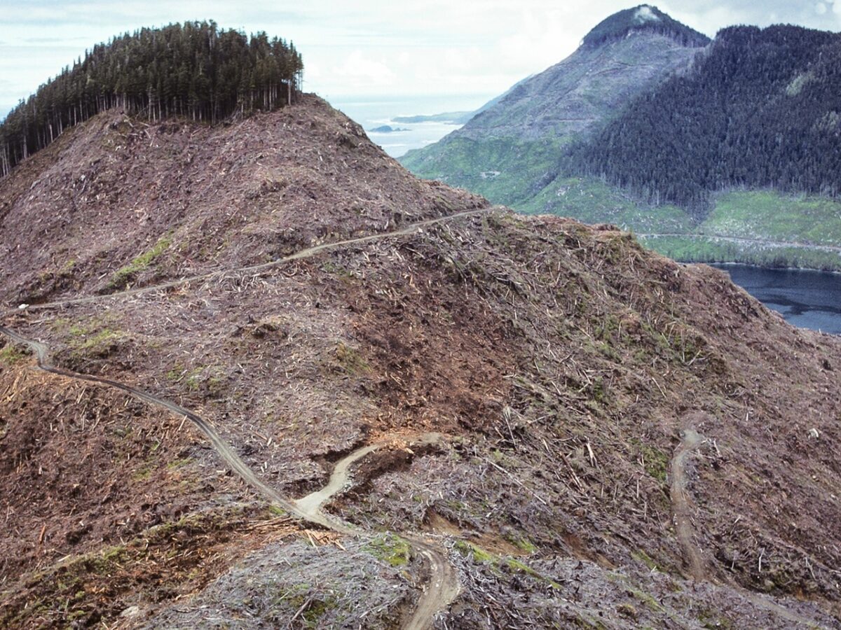 Clear-cut forest in British Columbia.