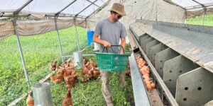 A BC farmer tends to his chickens.
