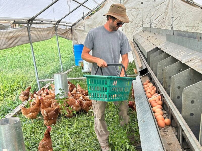 A BC farmer tends to his chickens.