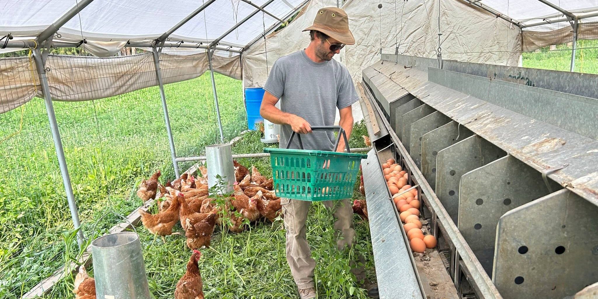 A BC farmer tends to his chickens.