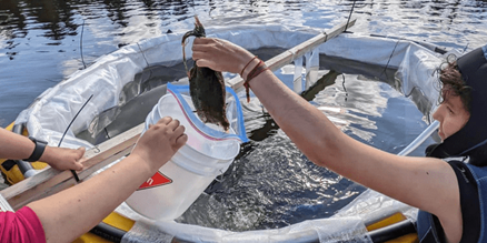 An image of Natasha Neves, Experimental Lakes Area researcher, sampling plant litterbags from the bottom of the limnocorral to assess the benthic macroinvertebrate community after microplastic exposure.