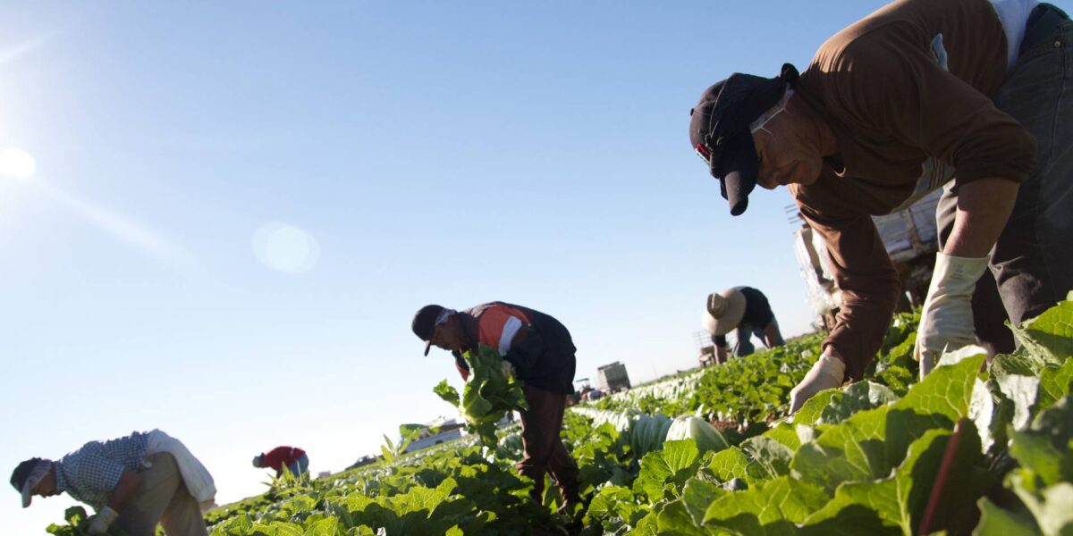 Workers picking crops in a field.