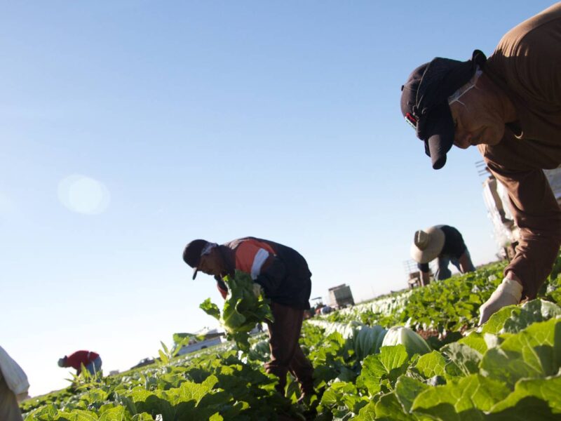 Workers picking crops in a field.