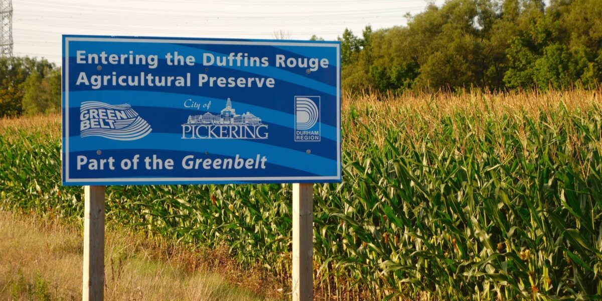 A Greenbelt sign near Pickering, Ontario in front of a cornfield.