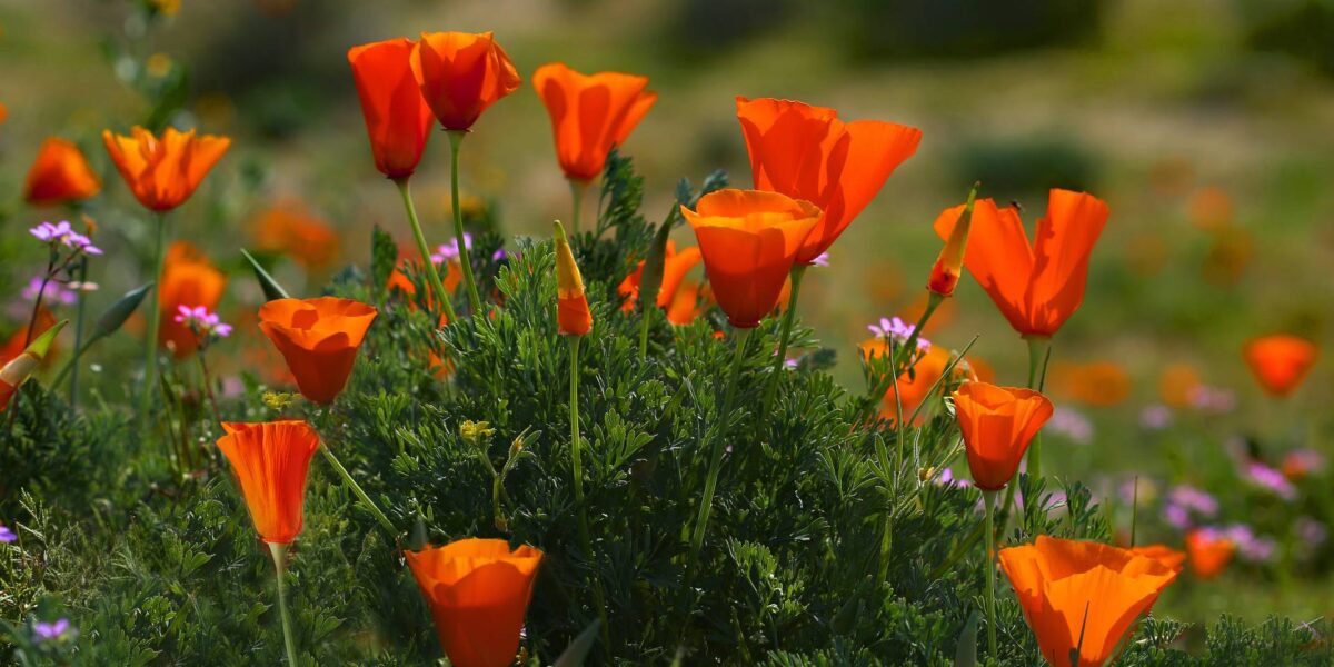 Red flowers growing in a garden.