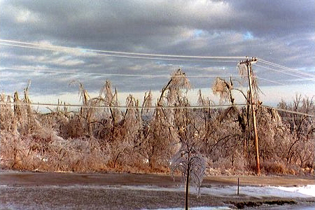 Trees covered in ice after the ice storm of 1998.