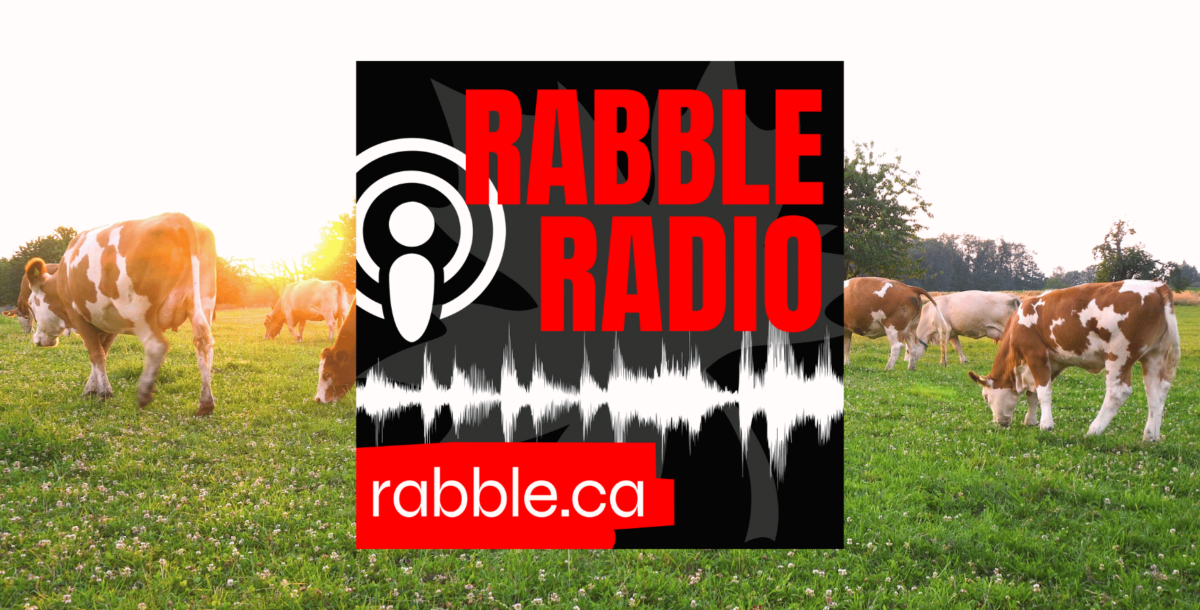 Cows grazing in a field; rabble radio logo