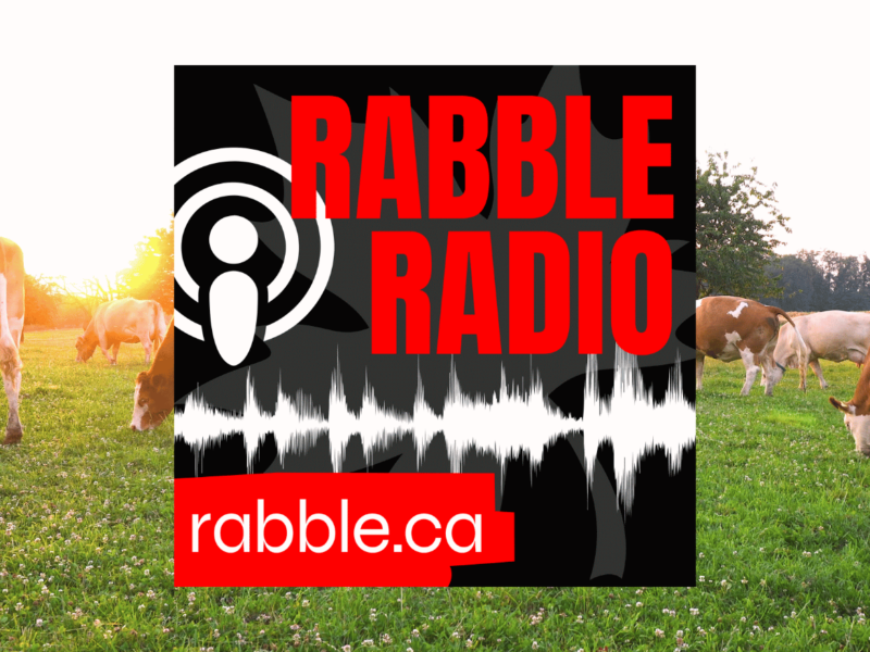 Cows grazing in a field; rabble radio logo