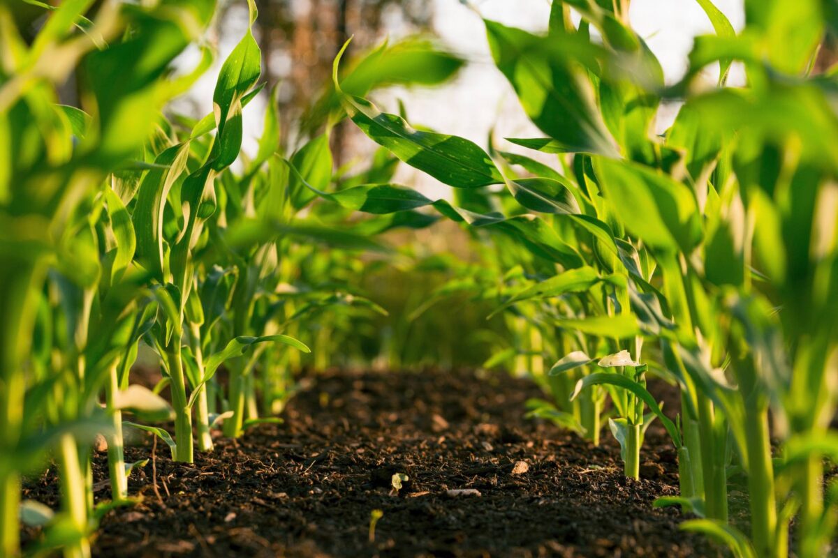 Crops growing in a field.