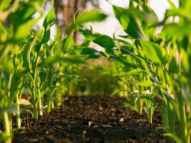 Crops growing in a field.