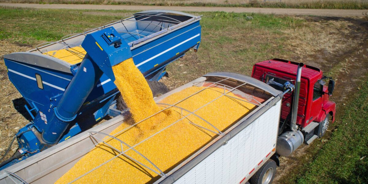 Corn being harvested into the back of a truck.