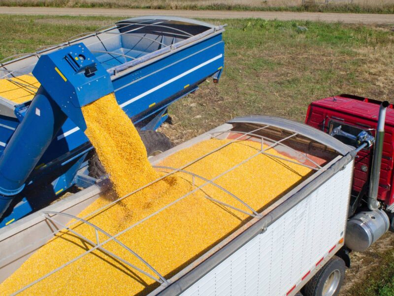 Corn being harvested into the back of a truck.