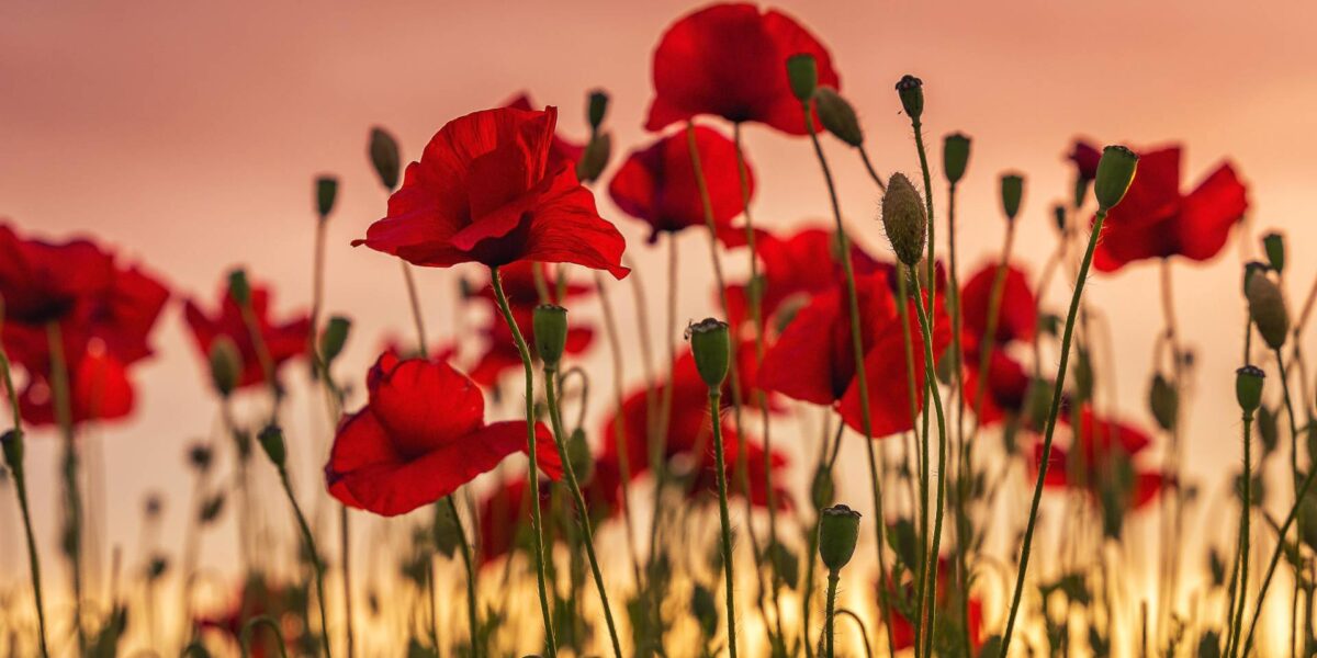 A field of red poppies.