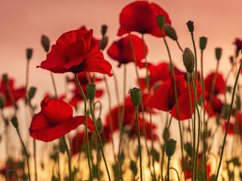 A field of red poppies.