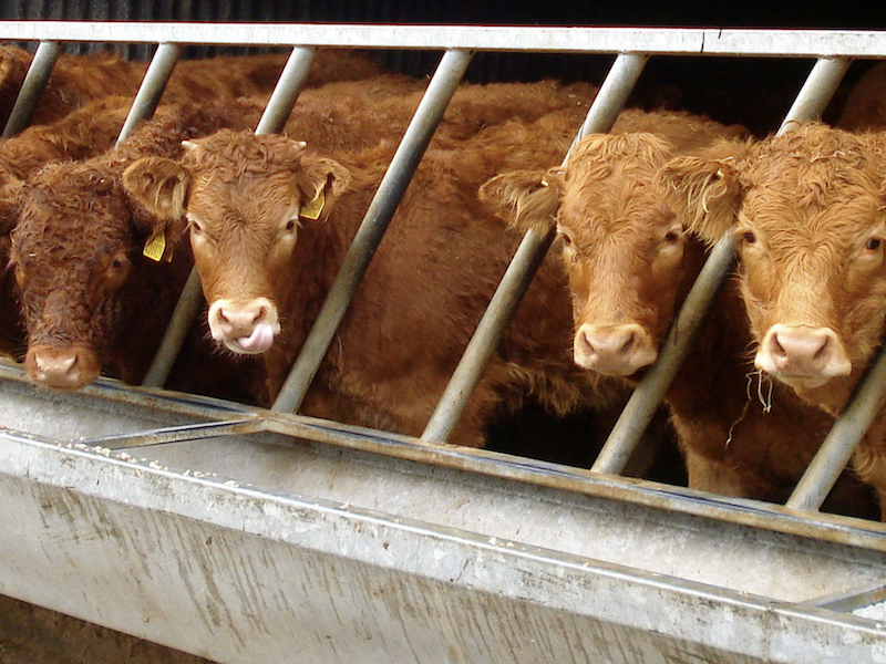 Cows at a feeding trough.