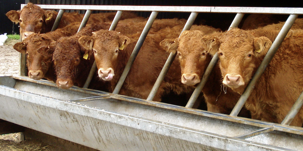 Cows at a feeding trough.