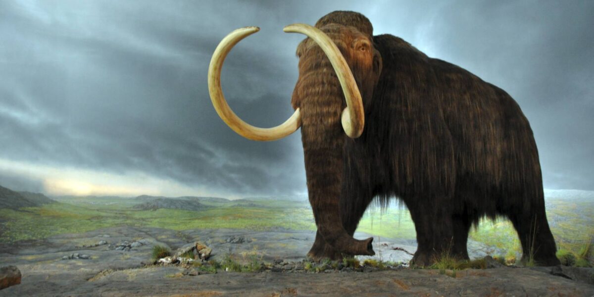 A wooly mammoth.