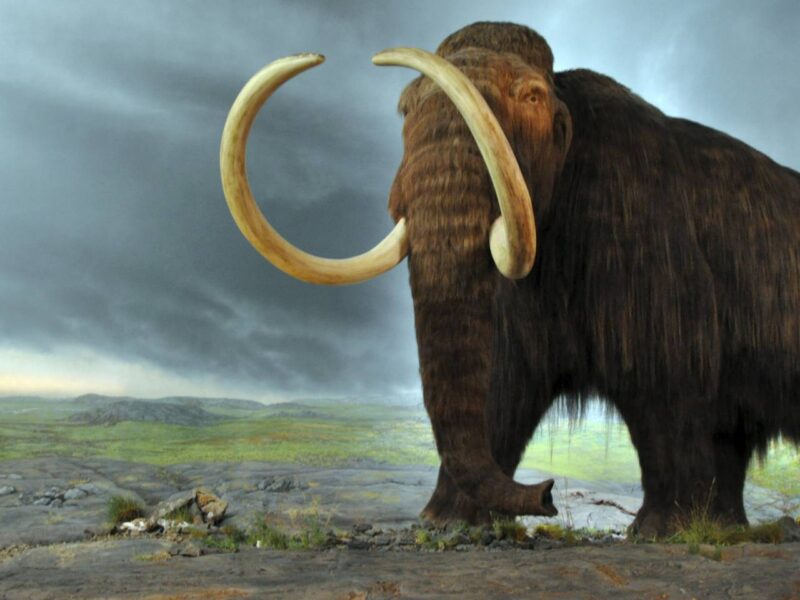 A wooly mammoth.