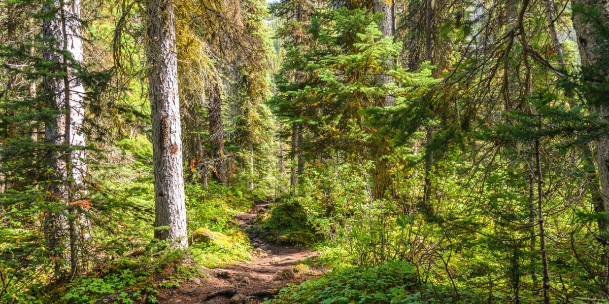 A Canadian forest.