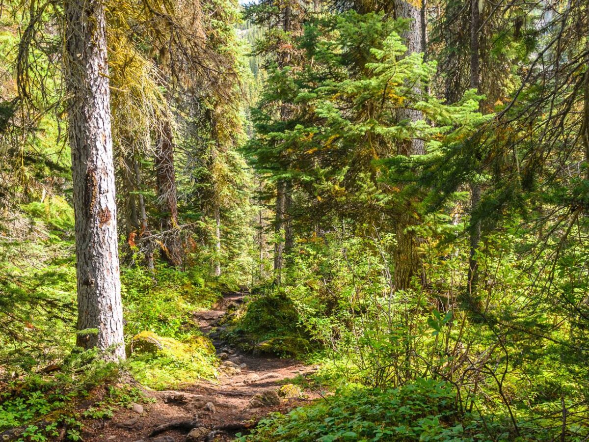 A Canadian forest.