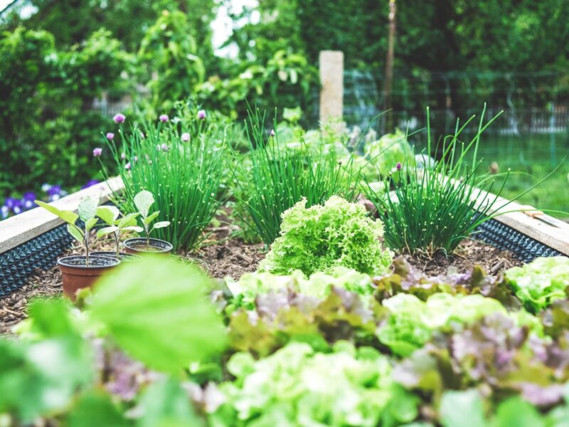 An image of plants in a garden bed. Many of the seeds and plants sold in stores are non-native or invasive.