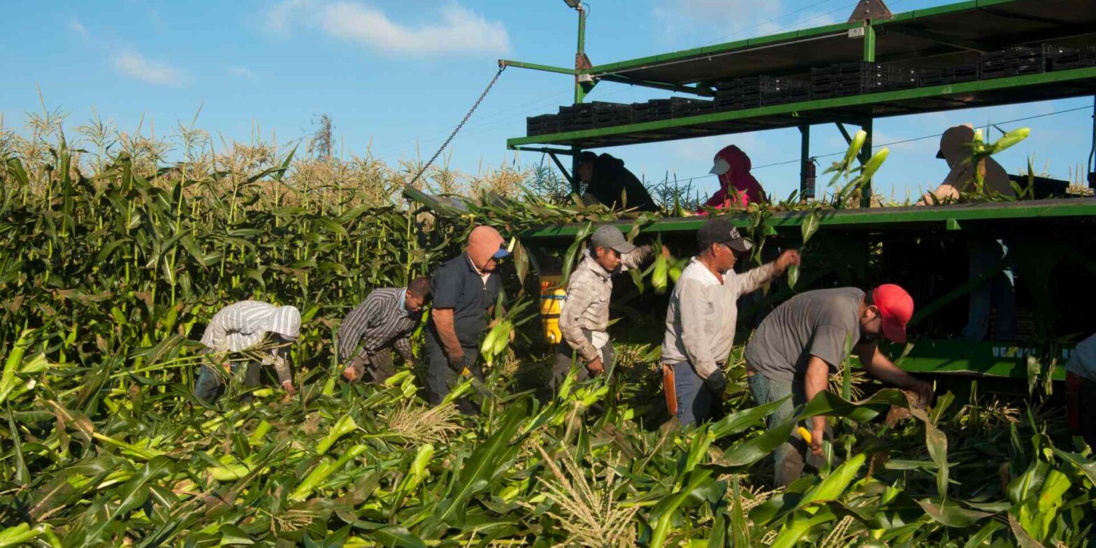 Migrant workers harvesting corn.