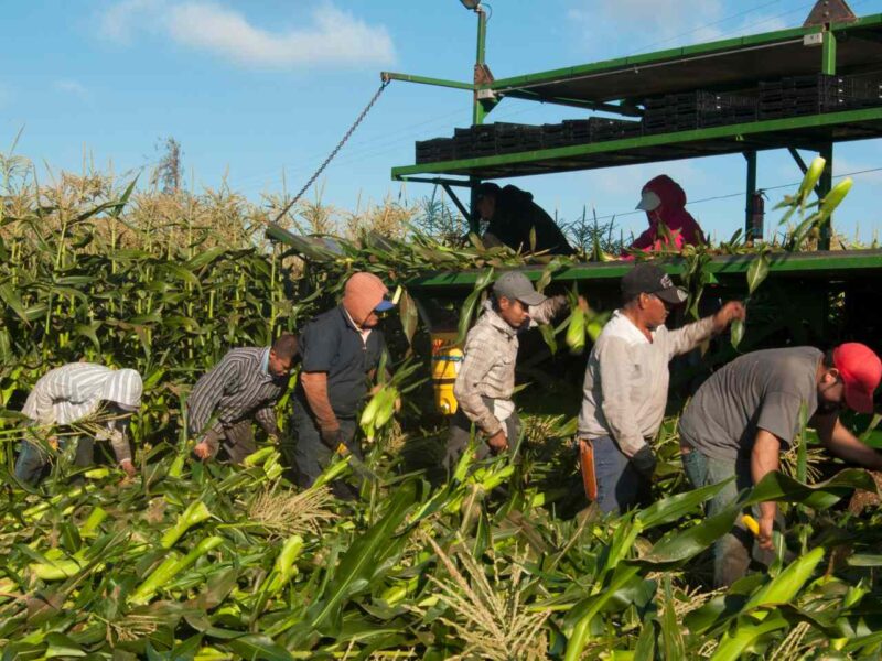 Migrant workers harvesting corn.