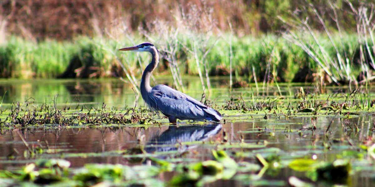 A great blue heron hunts in a wetland.