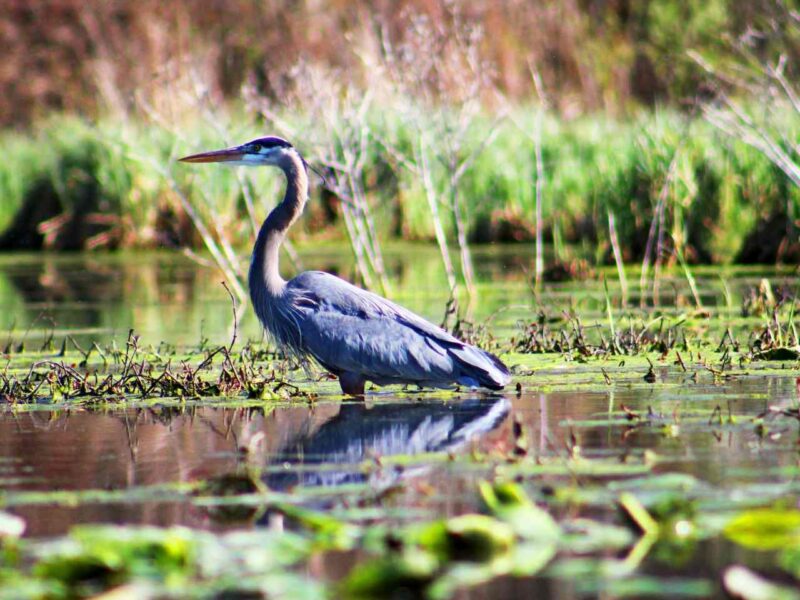 A great blue heron hunts in a wetland.