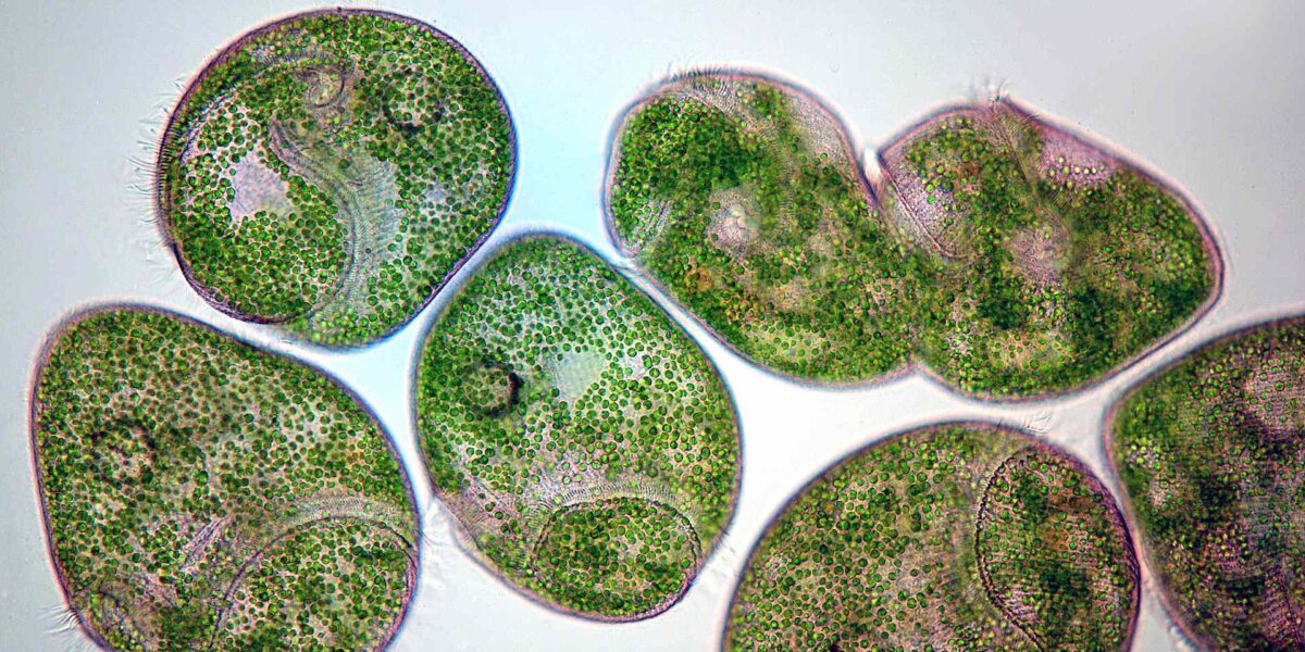 Image of a single cell organism multiplying.