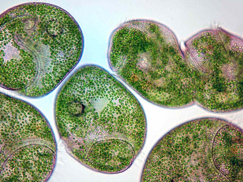 Image of a single cell organism multiplying.