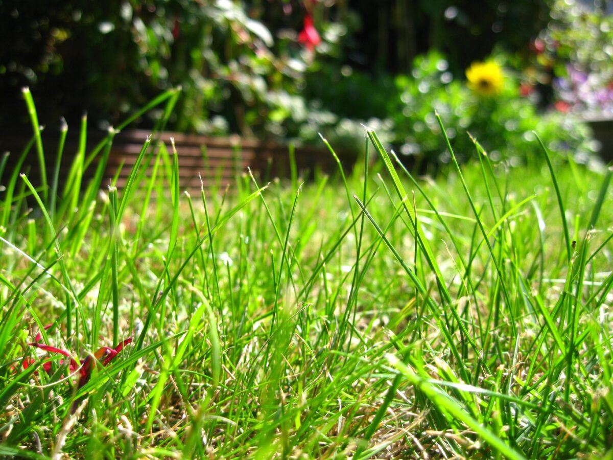 The grass will be greener with LawnShare