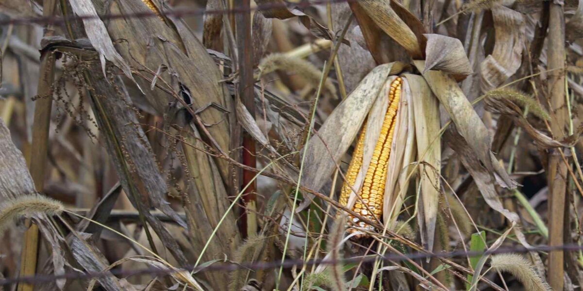 Corn in a field.