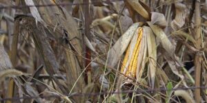 Corn in a field.