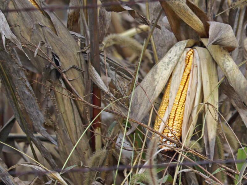 Corn in a field.