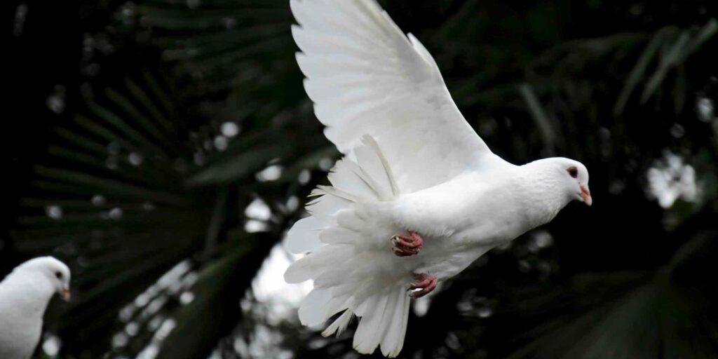 A white dove in flight.