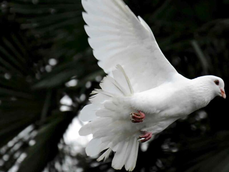 A white dove in flight.