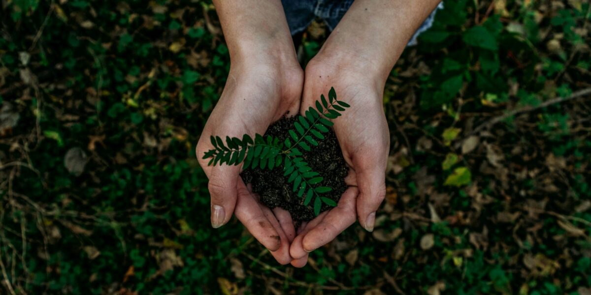 Cupped hands holding a plant and some earth.